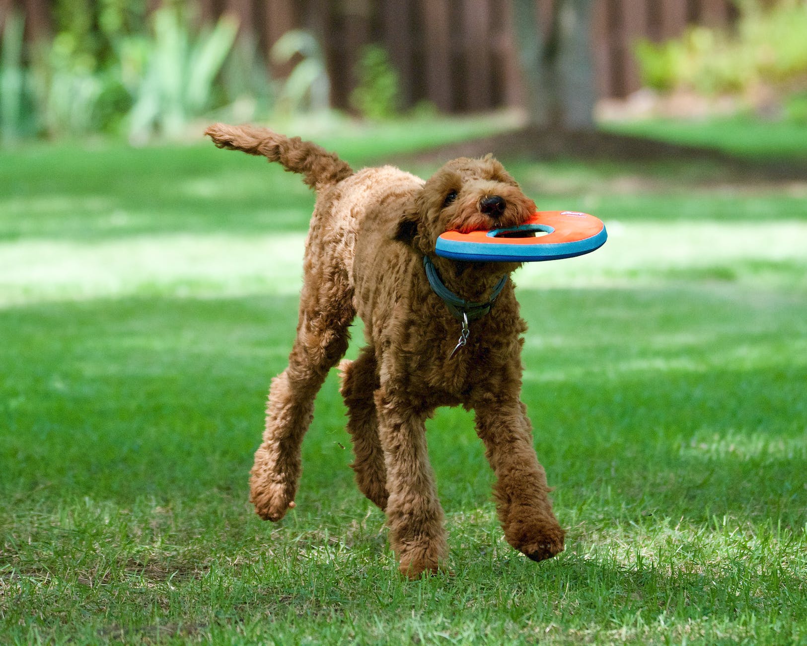 Best Frisbee for Your Dog, The Ultimate Guide to Choosing One