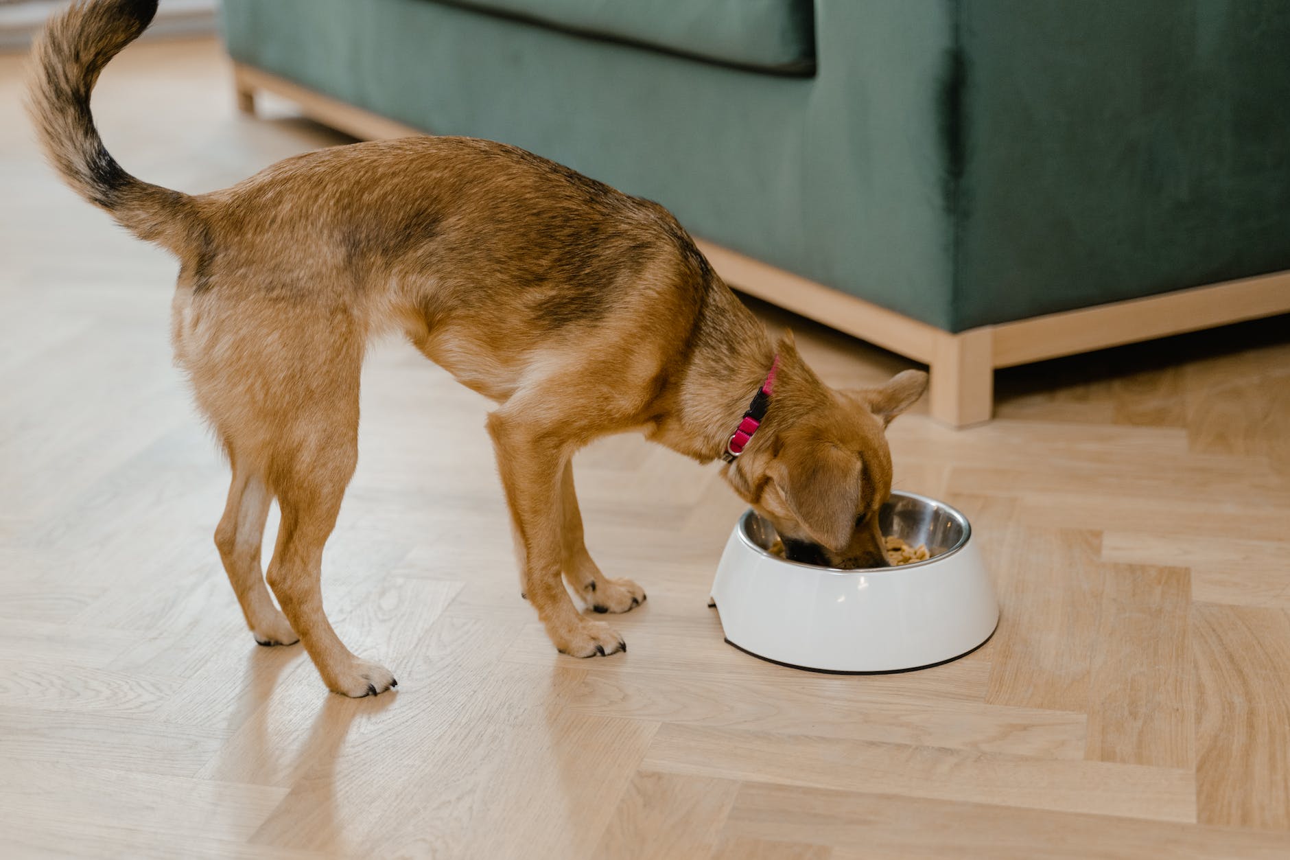 Benefits of Slow Feeding Your Dog