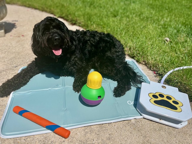 Fun & Affordable Birthday Gift Ideas For Your Dog