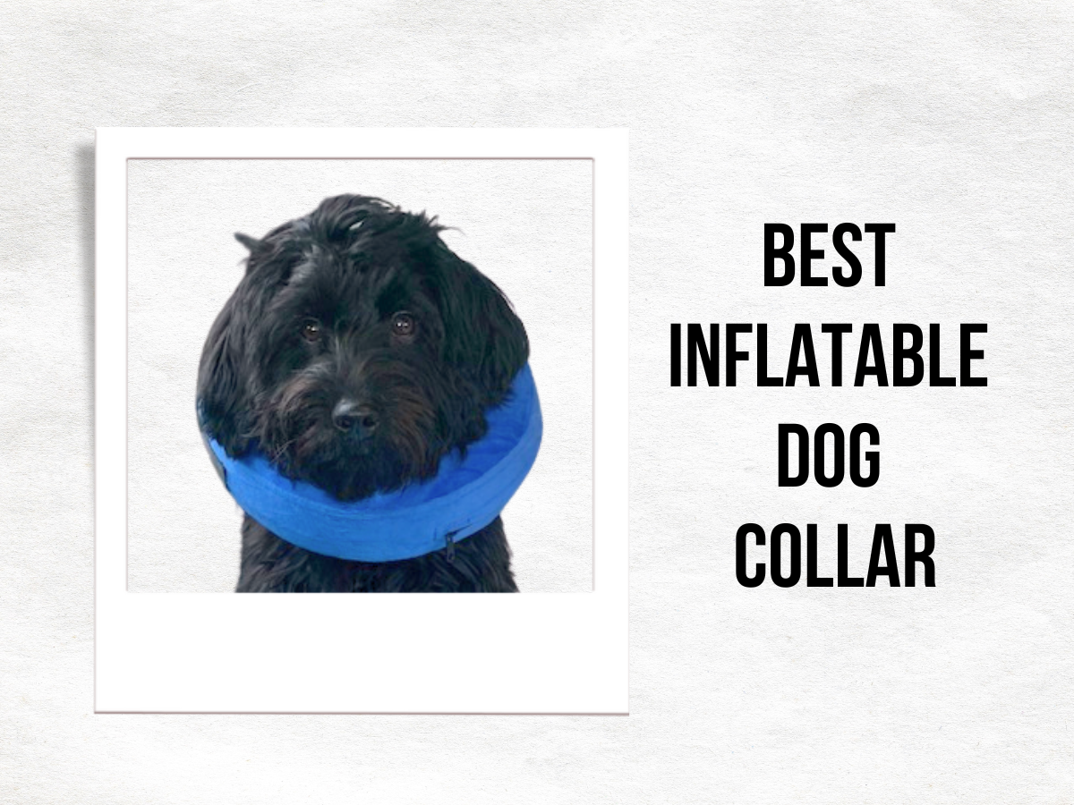 Enhance Your Dog’s Recovery with the Best Inflatable Collar