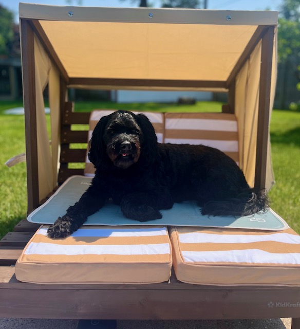 Mini Goldendoodle 4th birthday celebration — Capri lounging on her new outdoor chaise with sunshade and cushions.
